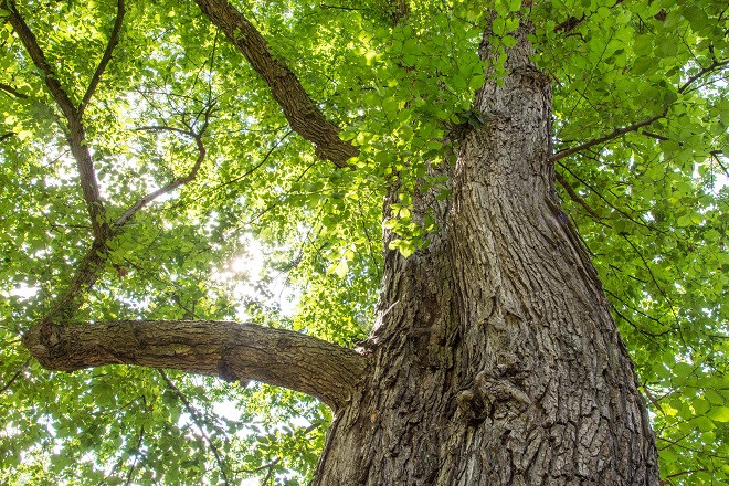 Forestazione urbana: Giunta delibera modifica delle aree